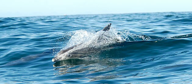 Much Loved St Francis Bay