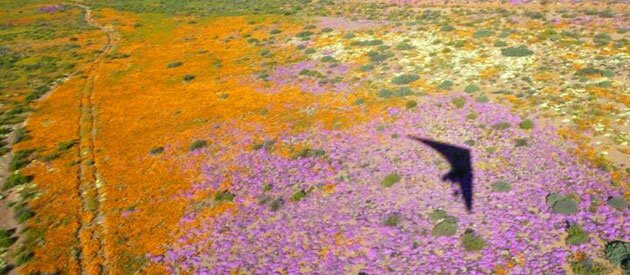 COME FLY - Micolight Flights, Skydive & Pilot Centre