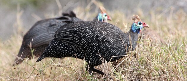 Valley of a 1000 Hills